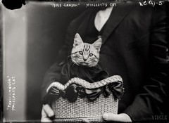 Mademoiselle Fifi, chatte aviatrice, 1911