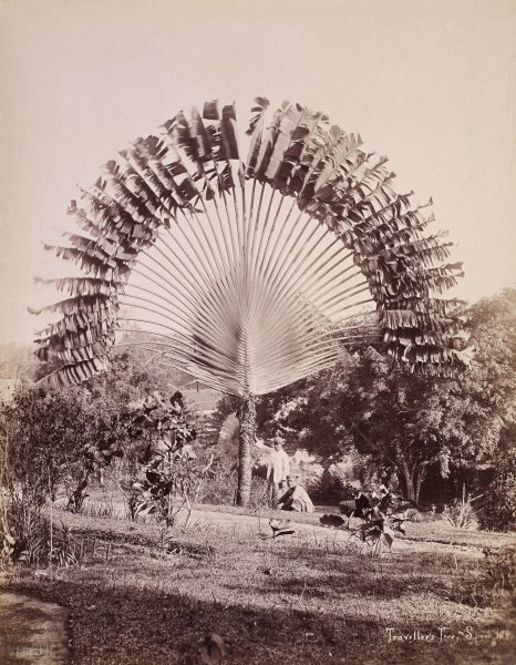 Gustave Richard Lambert : Traveller’s Tree, Singapore